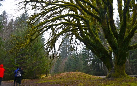 How amazing is this tree?