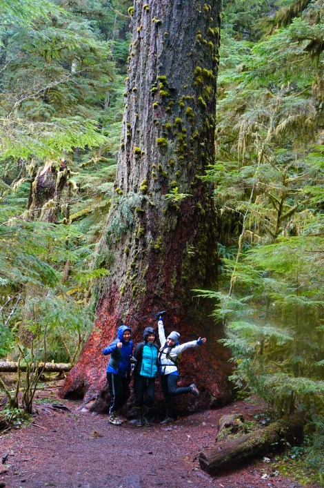 Huge tree on the hike to Marymere Falls.