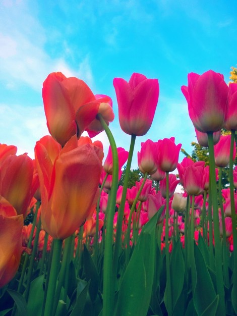 lovelytulips