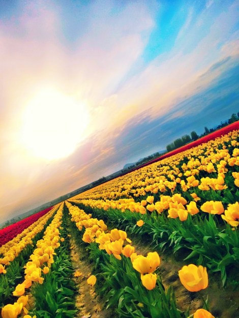 TulipSunSet