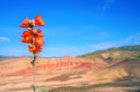 And these wild flowers? Gah! Perfect color, and so cute!