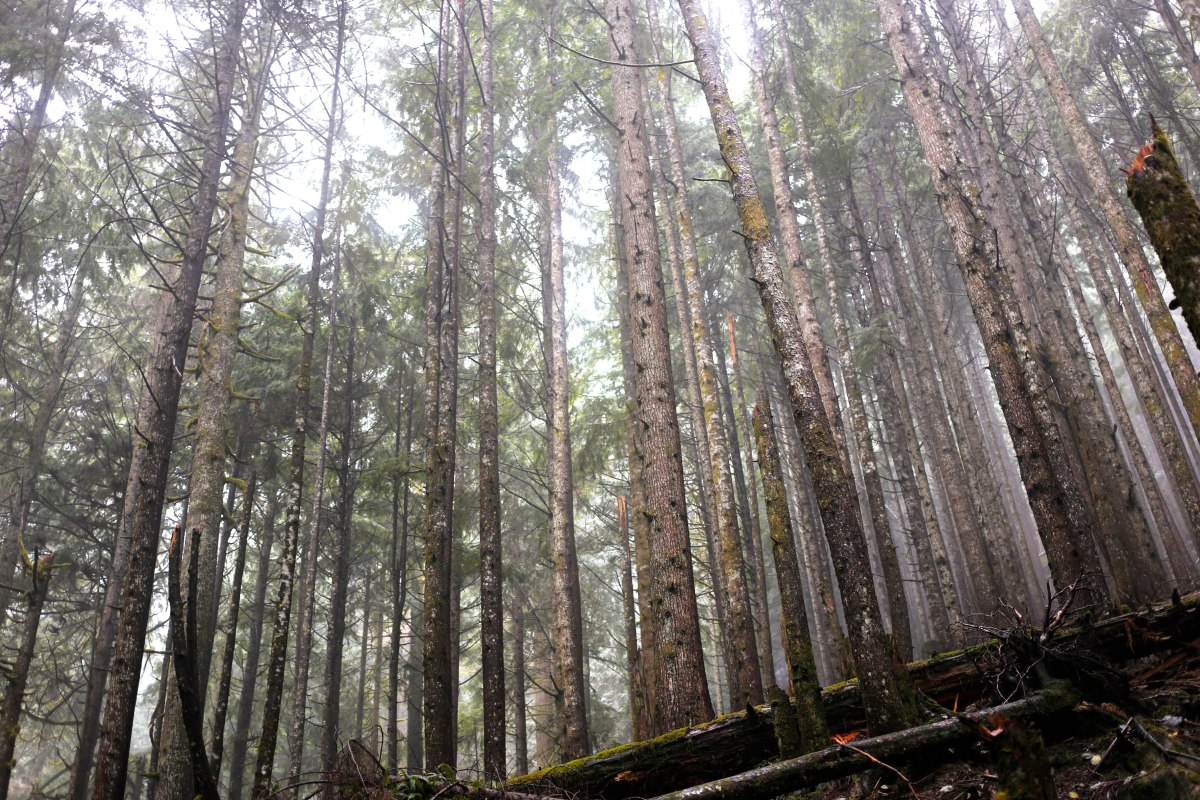 Heather Lake trail, WA