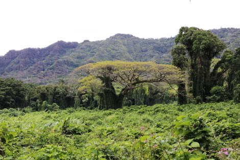 Old Pali Hwy, Oahu Hawaii, ruins