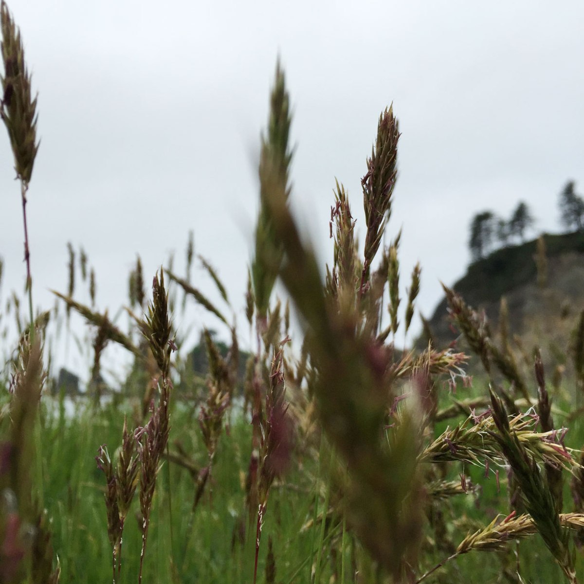 Rialto Beach, Washington coast, olympic peninsula