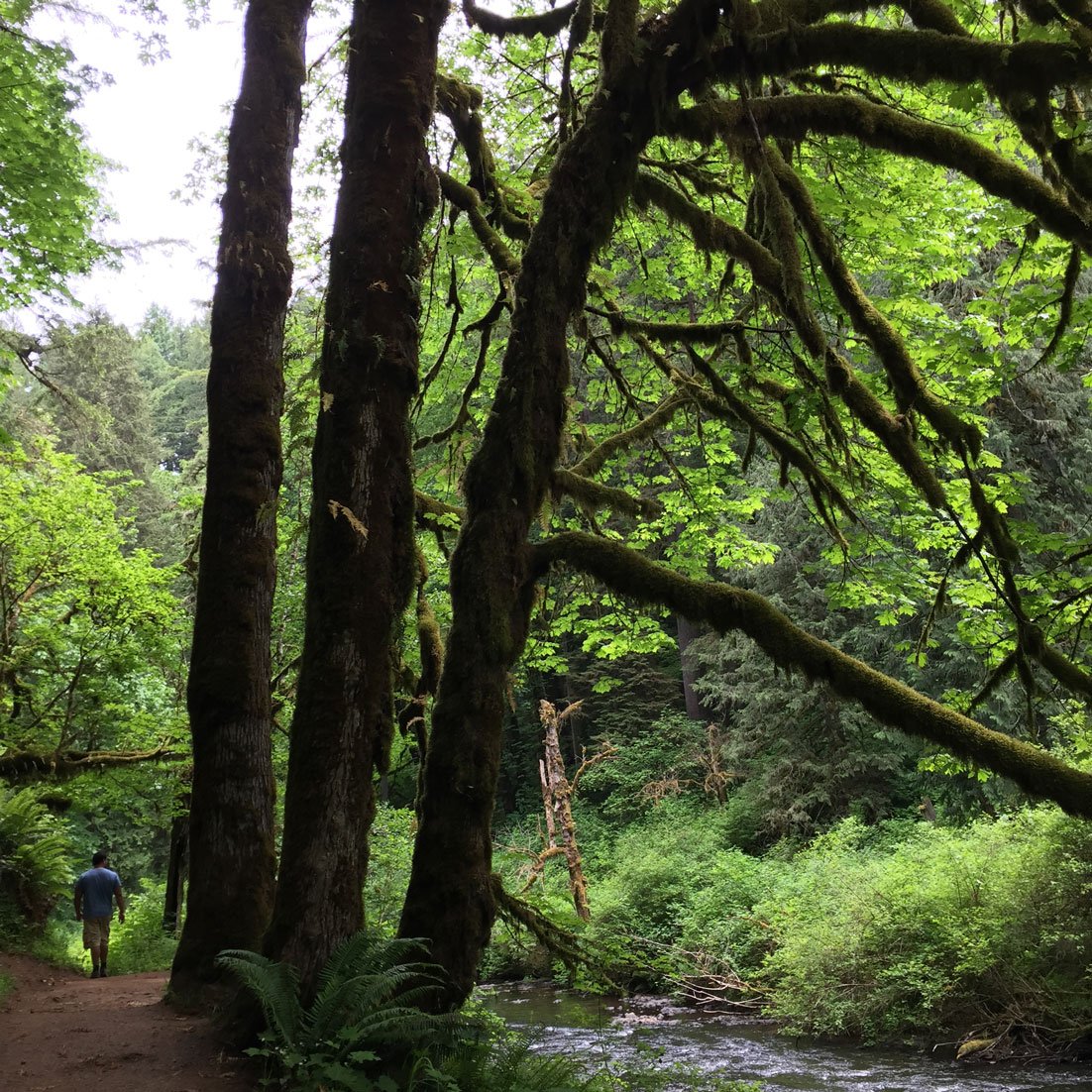 Silver Falls, South Falls, Oregon