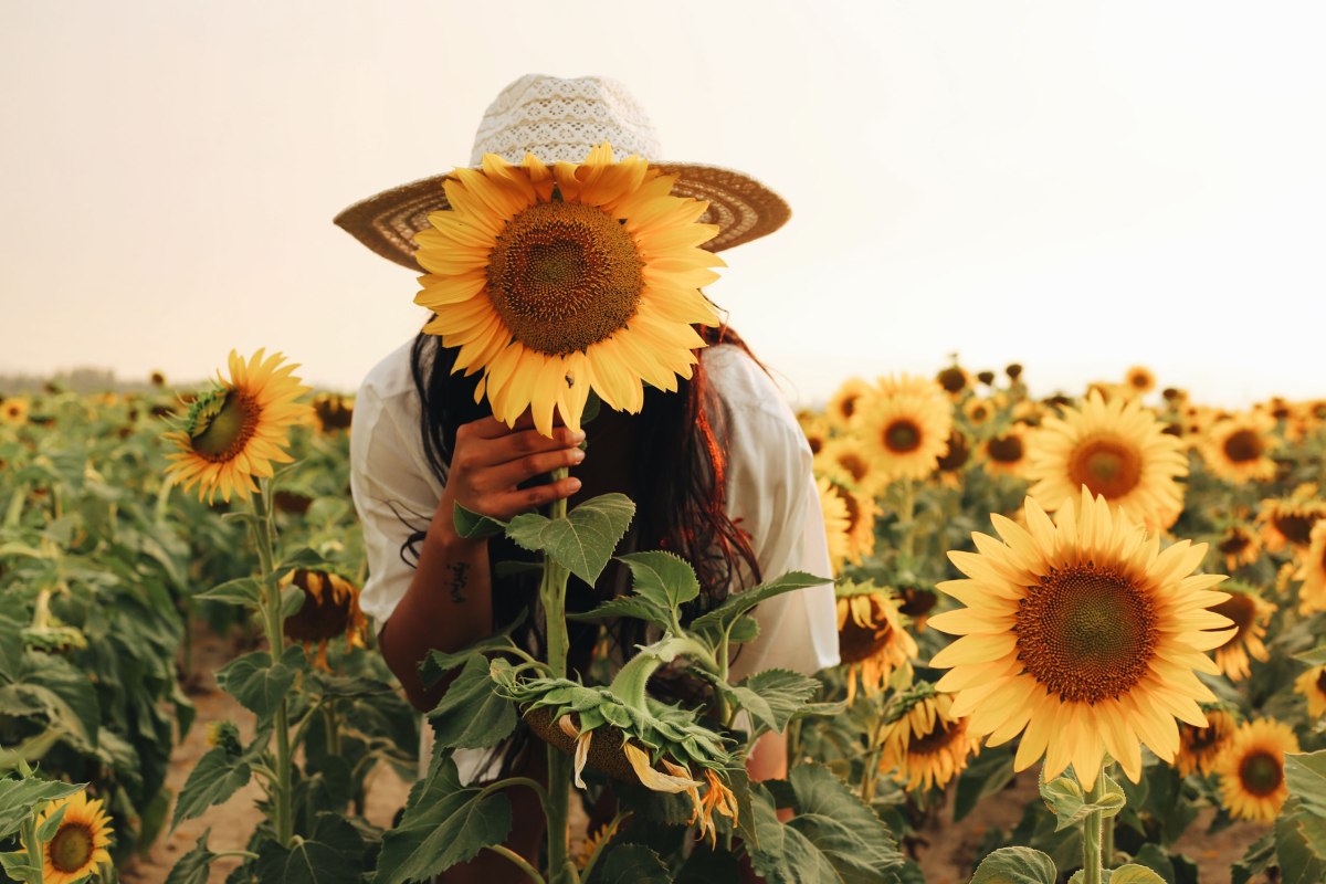 Deer Park, Spokane, sunflower field
