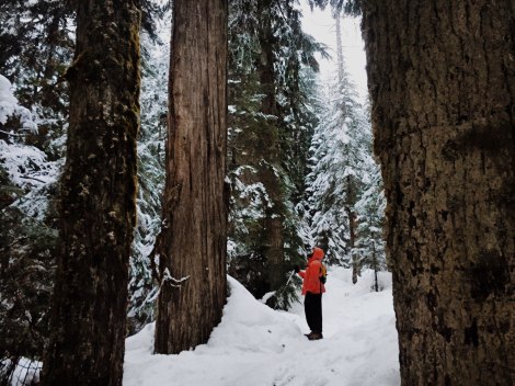 Franklin Falls, WA, winter, PNW