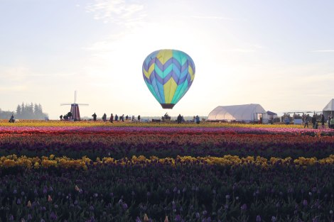 Wooden Shoe Tulip Festival, Oregon, PNW