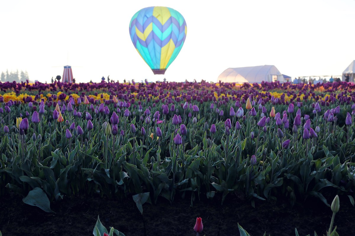 Wooden Shoe Tulip Festival, Oregon, PNW