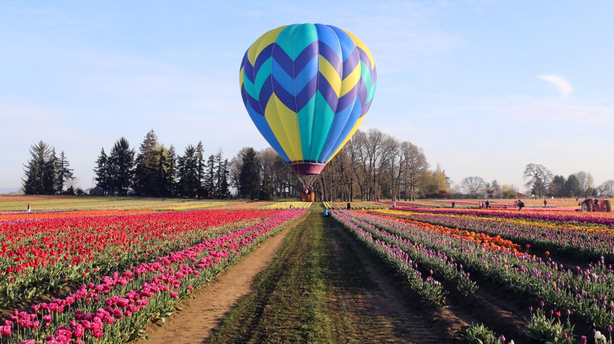 Wooden Shoe Tulip Festival, Oregon, PNW