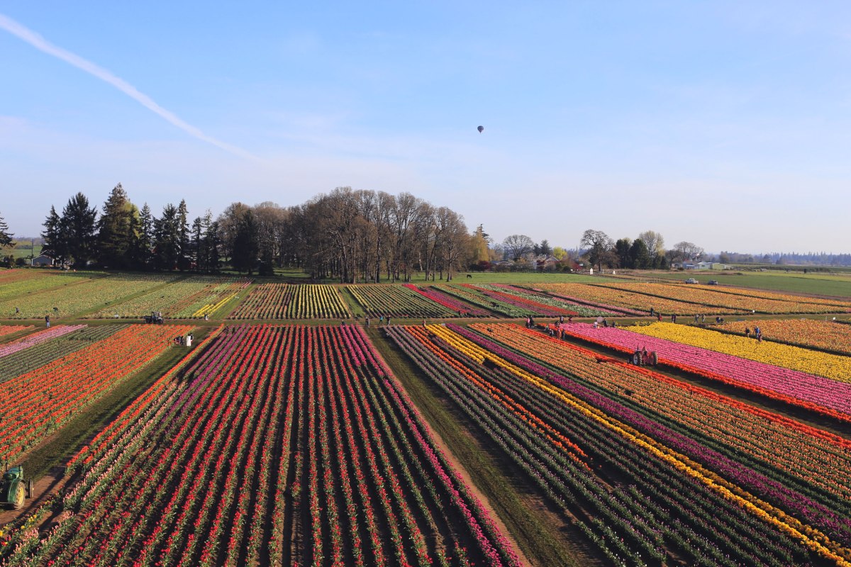 Wooden Shoe Tulip Festival, Oregon, PNW