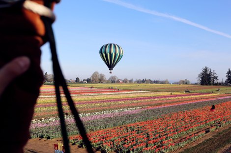 Wooden Shoe Tulip Festival, Oregon, PNW