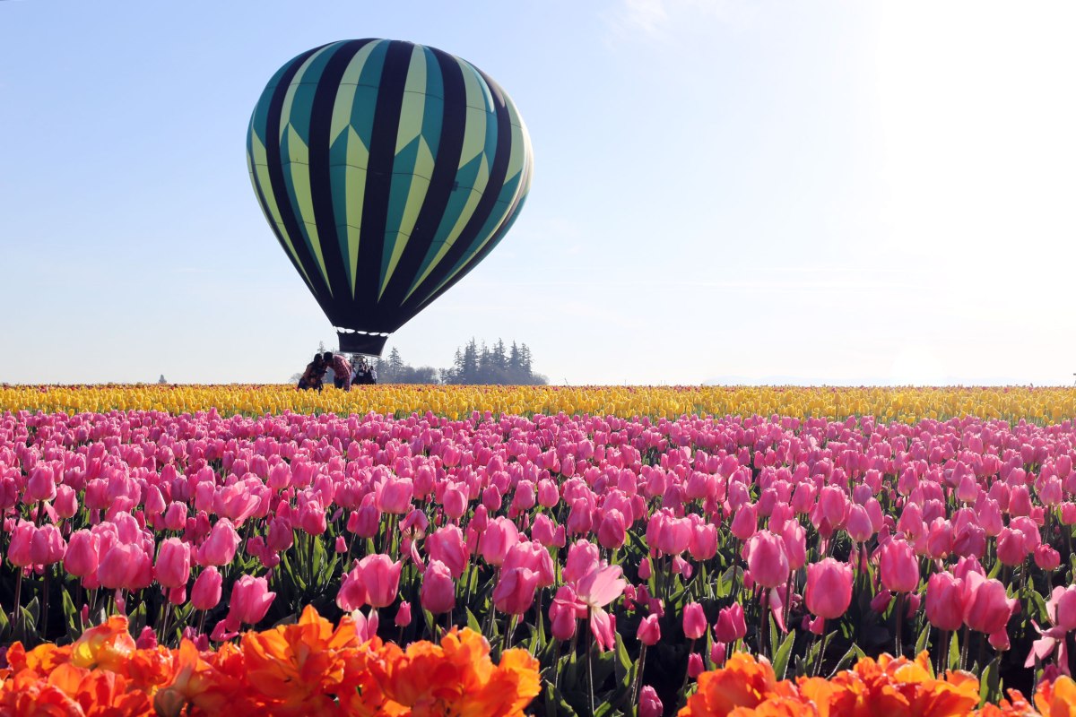 Wooden Shoe Tulip Festival, Oregon, PNW