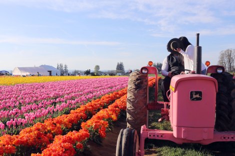 Wooden Shoe Tulip Festival, Oregon, PNW