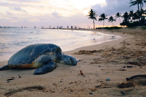 Poipu Beach, Kauai, Hawaii