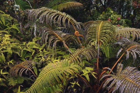 Pu‘u O Kila Lookout, Kokee State Park, Kauai, Hawaii