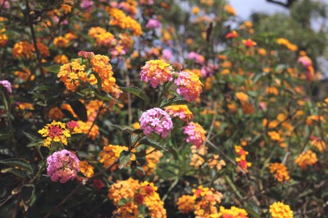 Waimea Canyon, Kauai, Hawaii