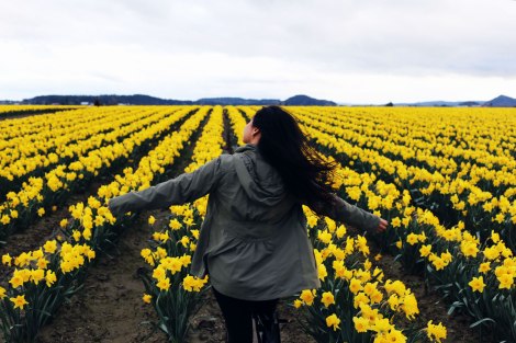 daffodil fields, PNW, Washington