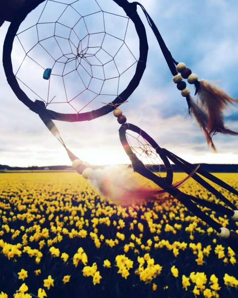 daffodil fields, PNW, Washington