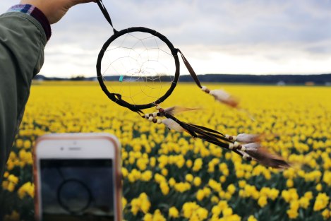 daffodil fields, PNW, Washington