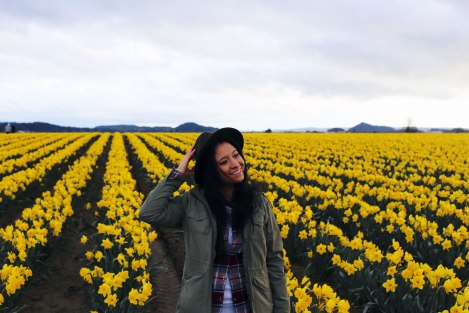 daffodil fields, PNW, Washington