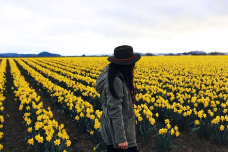 daffodil fields, PNW, Washington