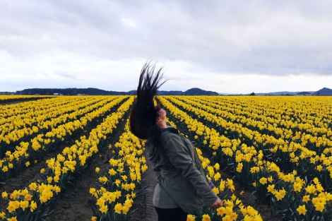 daffodil fields, PNW, Washington