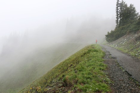 Hurricane Hill, Hurricane Ridge, Olympic National Park, Washington State