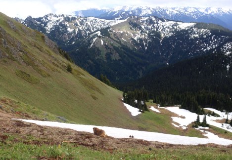 Hurricane Hill, Hurricane Ridge, Olympic National Park, Washington State