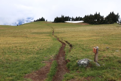 Hurricane Hill, Hurricane Ridge, Olympic National Park, Washington State