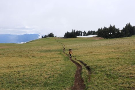 Hurricane Hill, Hurricane Ridge, Olympic National Park, Washington State