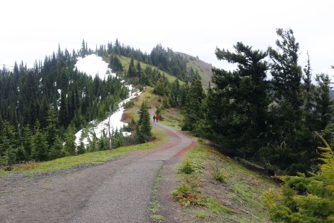 Hurricane Hill, Hurricane Ridge, Olympic National Park, Washington State