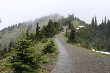 Hurricane Hill, Hurricane Ridge, Olympic National Park, Washington State