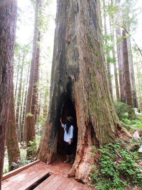 Oregon Redwoods, PNW