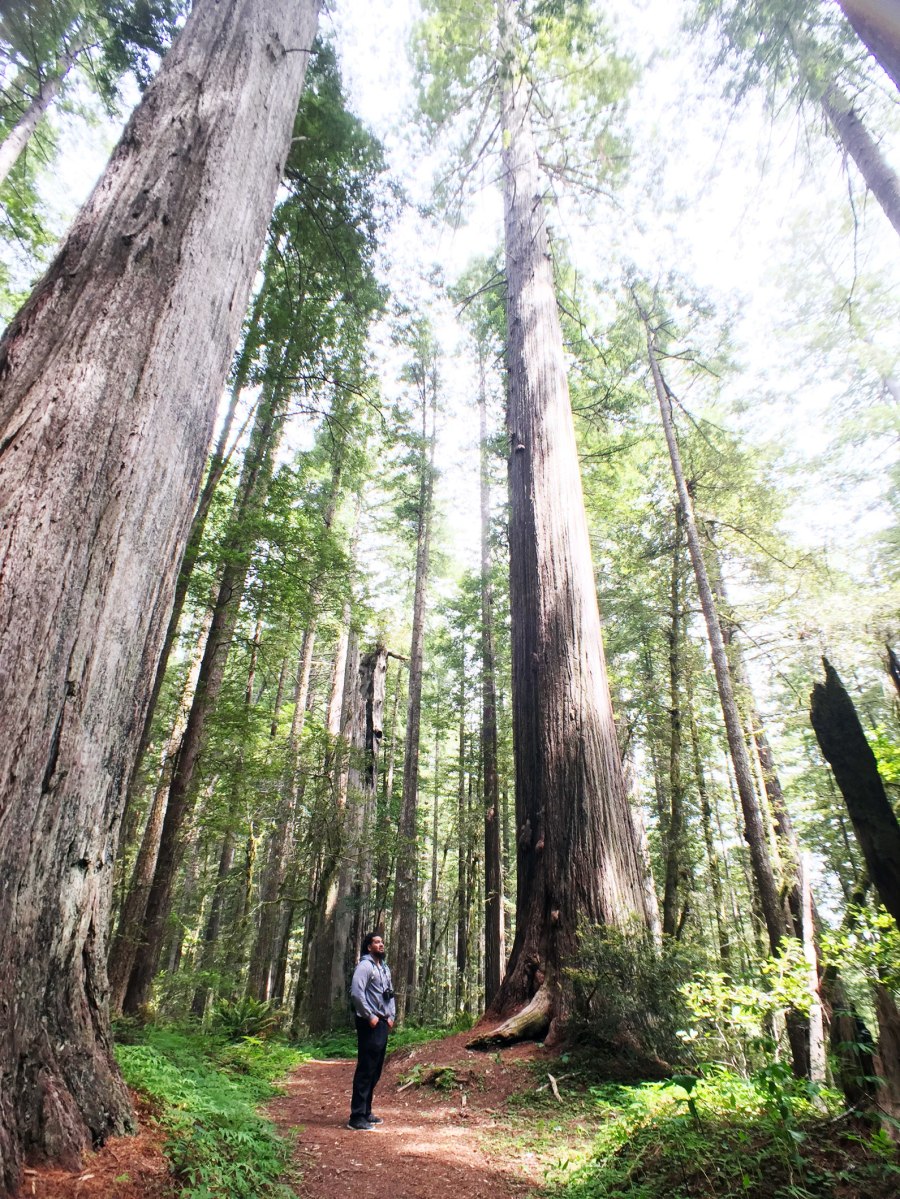 Oregon Redwoods