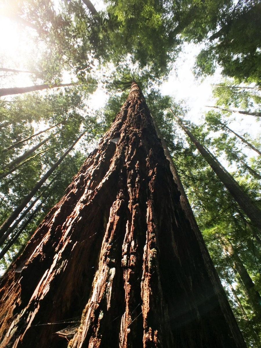 Oregon Redwoods
