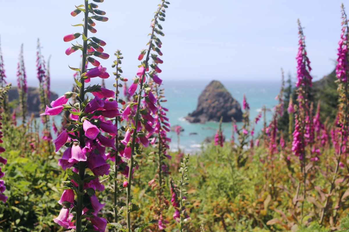 Samuel H Boardman Scenic Corridor