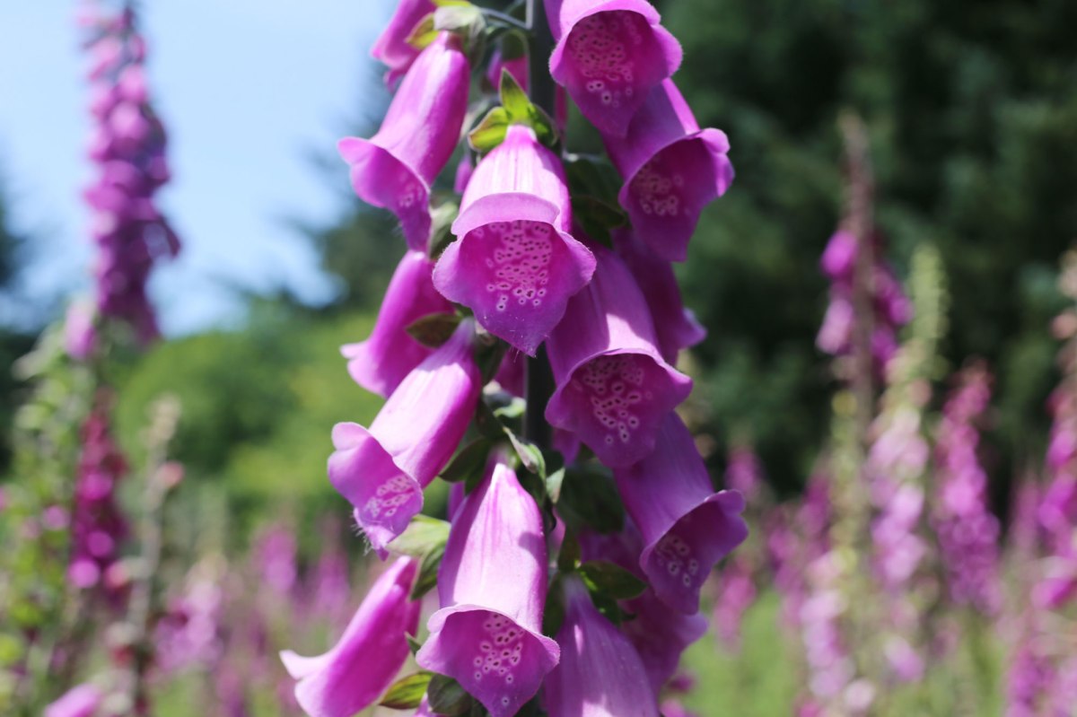 Samuel H Boardman Scenic Corridor