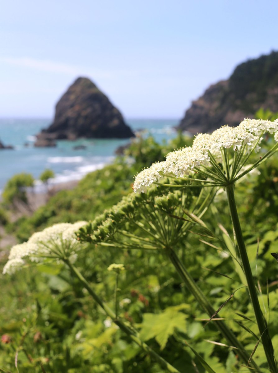 Samuel H Boardman Scenic Corridor