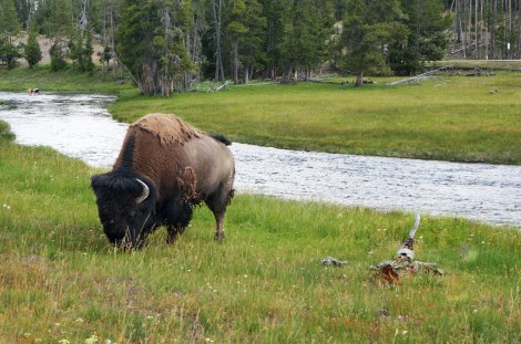 Yellowstone, Wyoming, Montana, Bison
