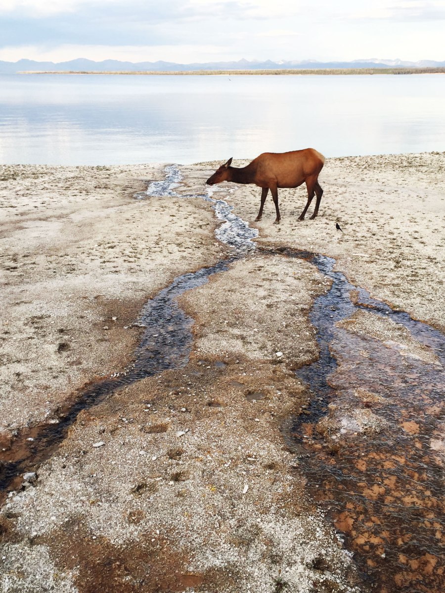 West Thumb Geyser Basin, Yellowstone