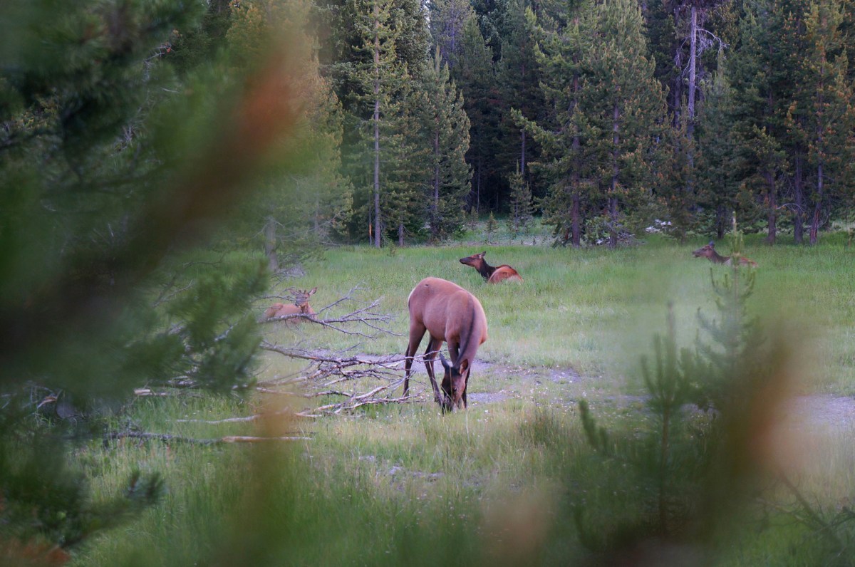 West Thumb Geyser Basin, Yellowstone