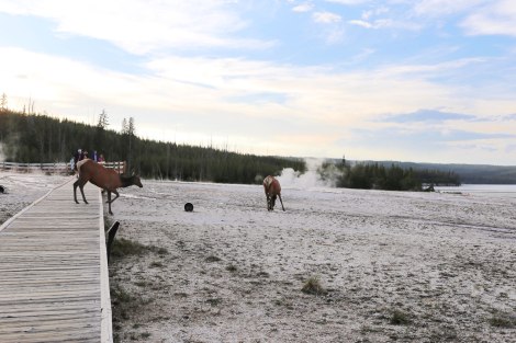 West Thumb Geyser Basin, Yellowstone