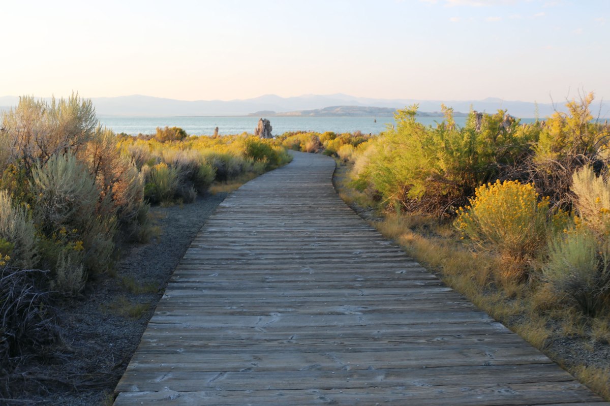 Mono Lake, Sierra Nevada, rabbitbrush