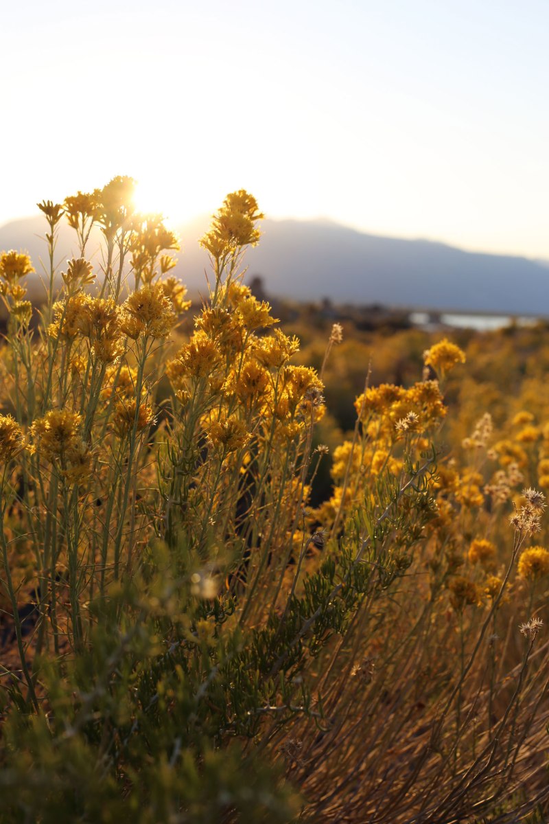 Mono Lake, Sierra Nevada, rabbitbrush