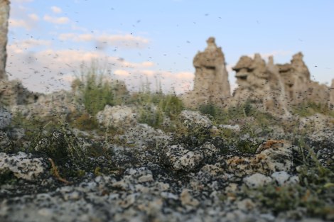 Mono Lake, Sierra Nevada, alkali flies