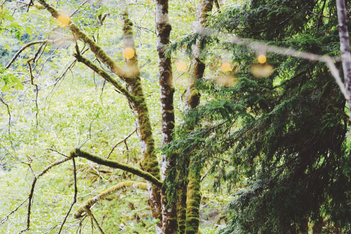 OfWildestLove, campground elopement, olympic national park, lake crescent