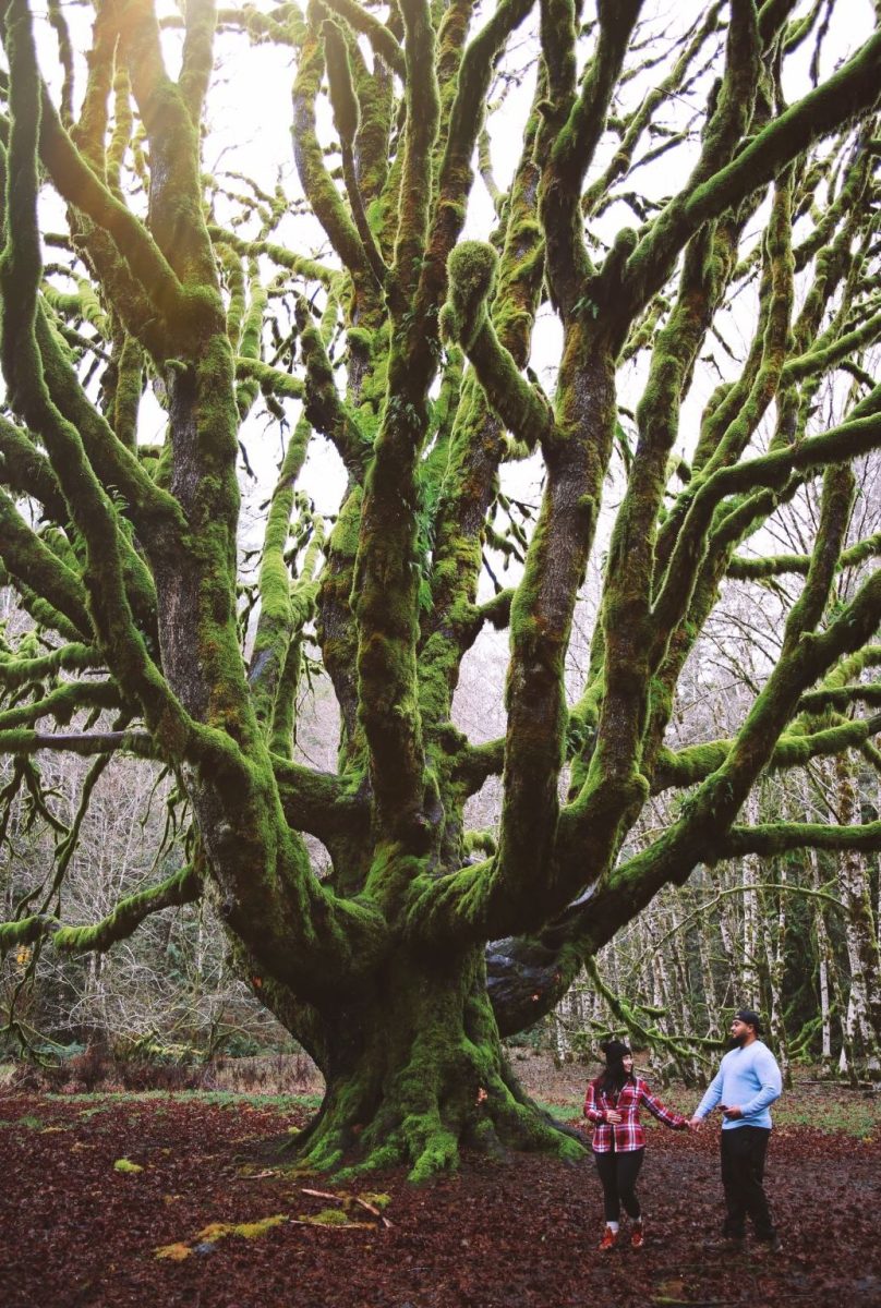 #OfWildestHeart, #OfWildestLove, Baby Bump, Lake Crescent, PNW