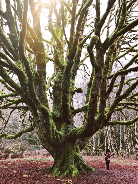 #OfWildestHeart, #OfWildestLove, Baby Bump, Lake Crescent, PNW