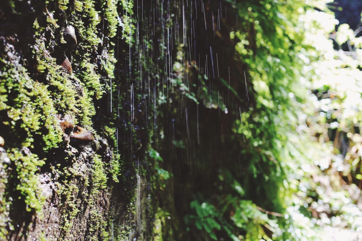 Redwoods National Park, coastal redwoods, #WildestCAroadtrip, USA summer road trip, Fern Canyon